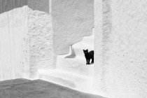 chat_1200